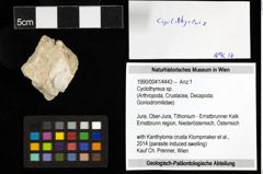 Foto (Objekt + Etiketten) von Cyclothyreus sp. 